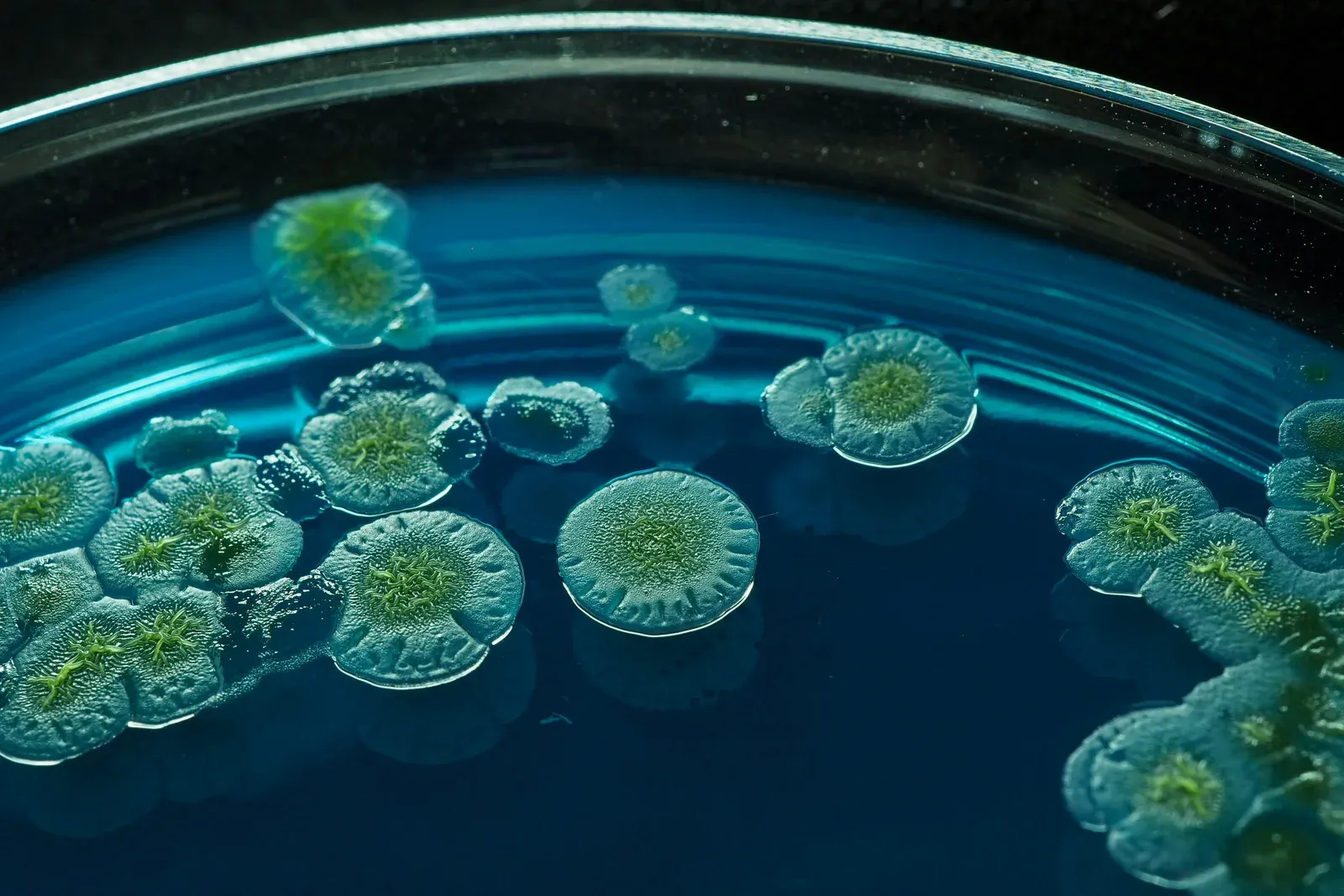 Colonies bactériennes en culture dans une boîte de Pétri