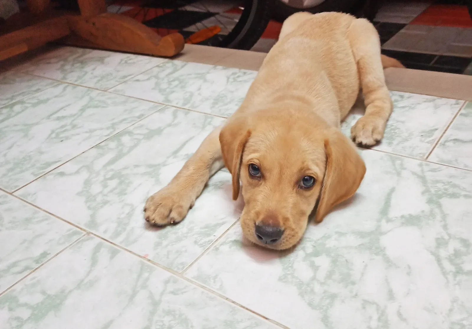 Chiot labrador couché sur le carrelage d'une cuisine, la tête posée entre ses pattes