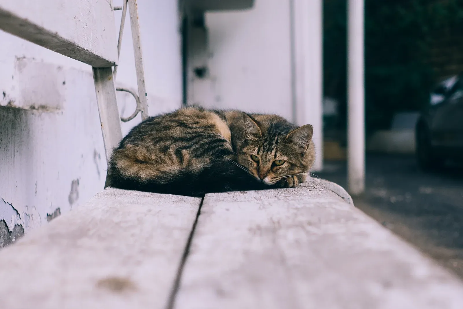 Chat tigré recroquevillé sur un banc, le menton posé à plat, le regard éteint