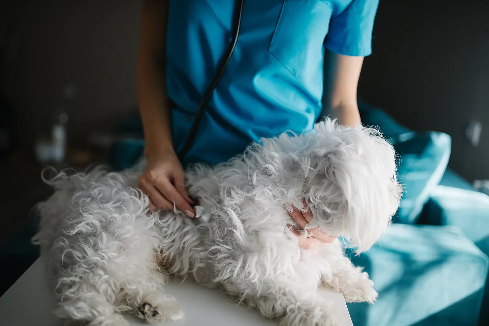 Vétérinaire en blouse auscultant au stéthoscope un petit chien blanc allongé sur la table