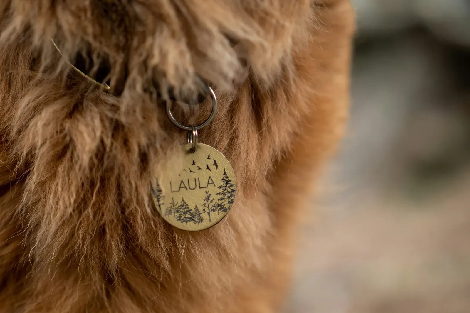 Médaille d'identification gravée, accrochée au collier d'un chien