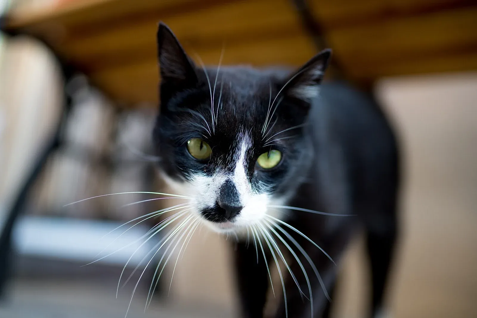 Portrait rapproché d'un chat noir et blanc aux yeux verts, moustaches déployées