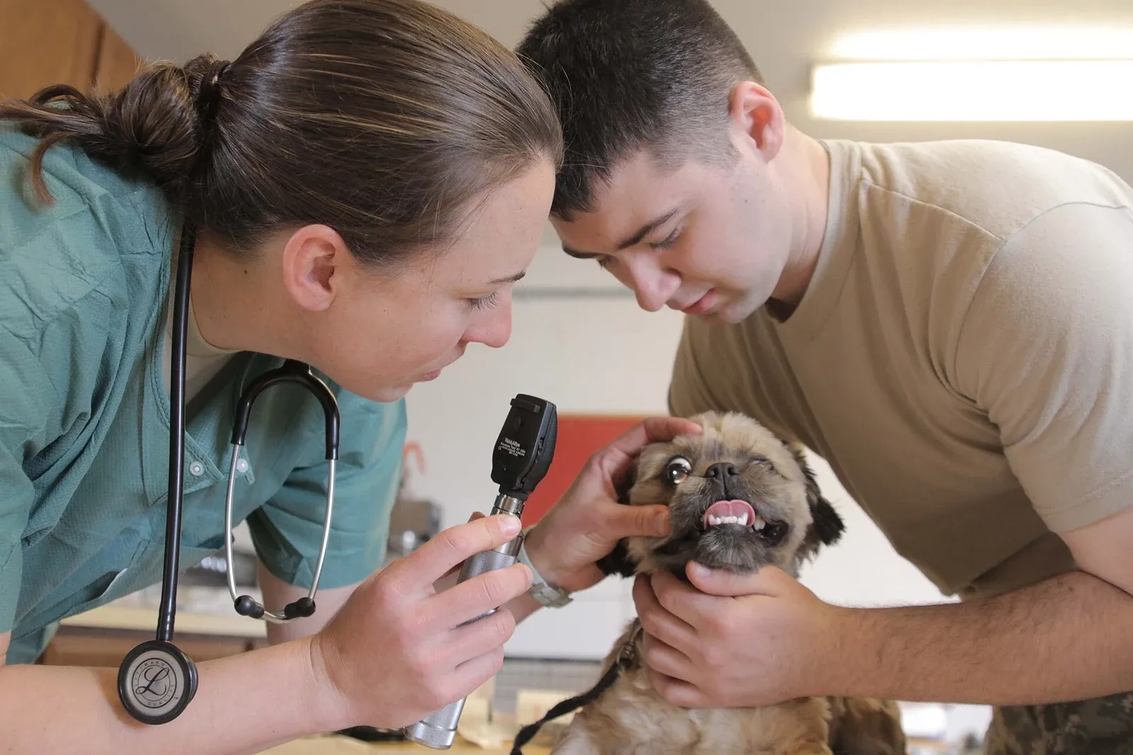 Vétérinaire examinant l'oreille d'un petit chien à l'otoscope, tenu par son propriétaire
