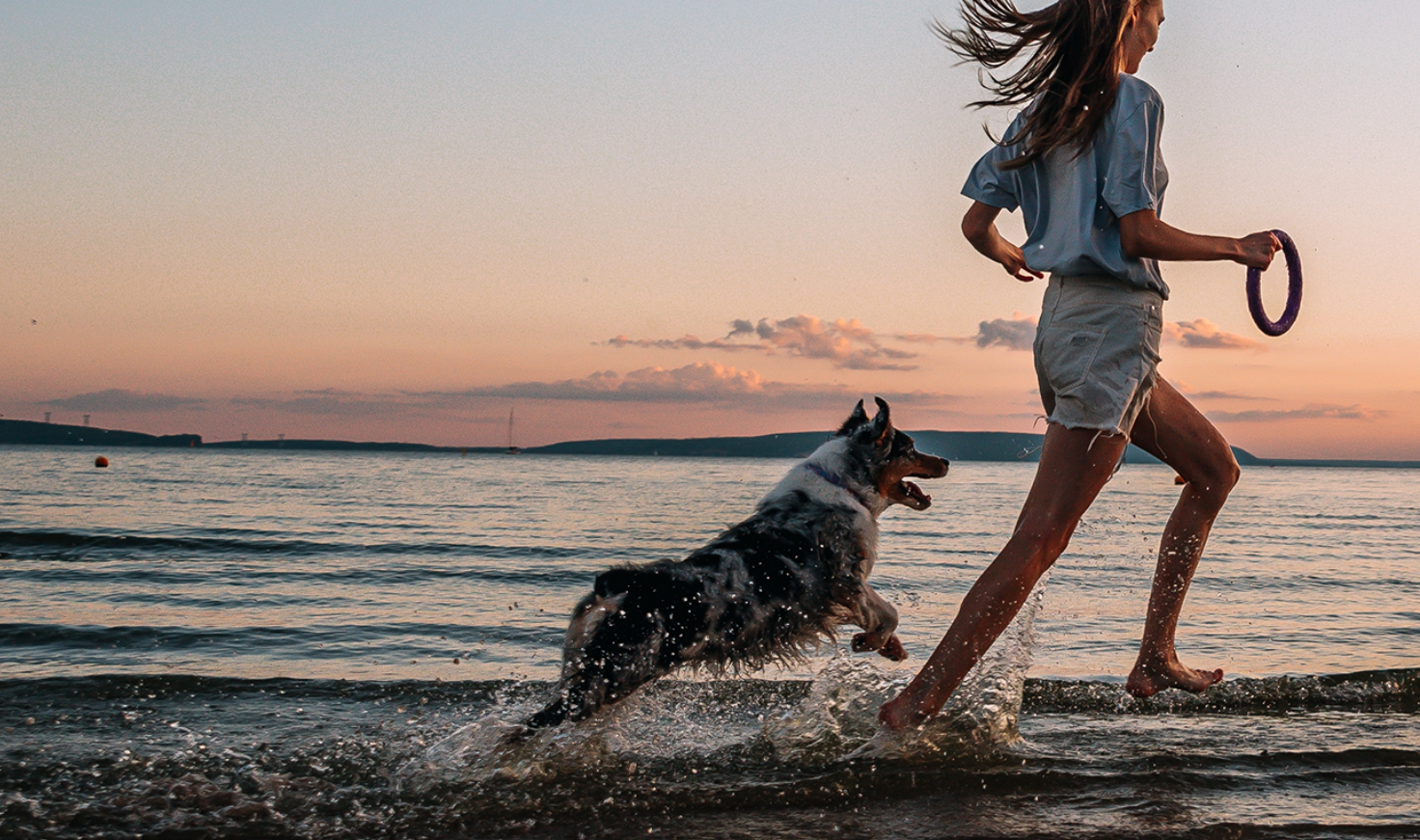 Équipement d'analyse de sang vétérinaire professionnel