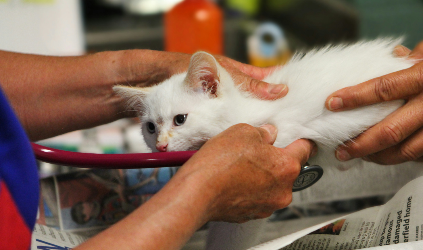 Stéthoscope vétérinaire prêt pour une intervention d'urgence